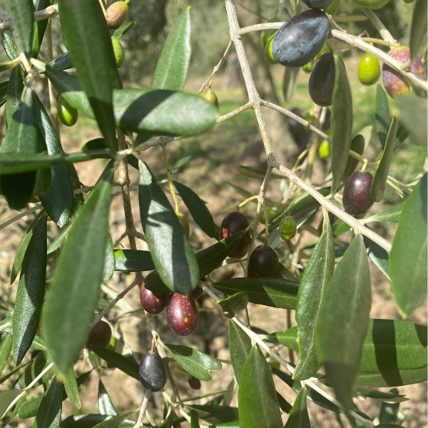 varietà olive